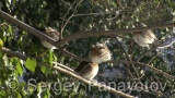 Video of Mistle Thrush - Fieldfare in the winter forest and snow